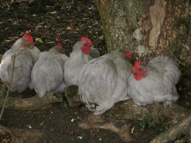 Nos petits coqs vivent en harmonie