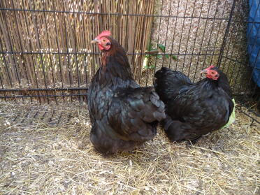 deux poules noires