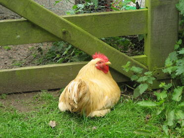 Buff Plymouth Rock