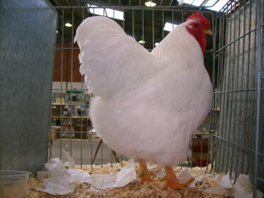 Poulet blanc en cage