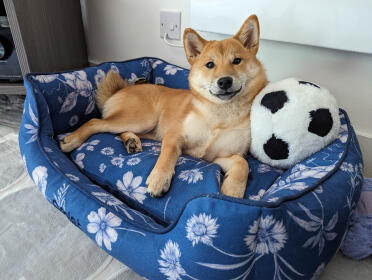Smiley shiba en taille petit lit nid