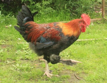 Coq Wheaton Maran