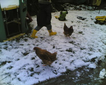 Poulets dans la neige