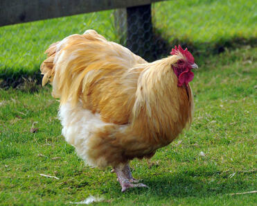 Mon coq