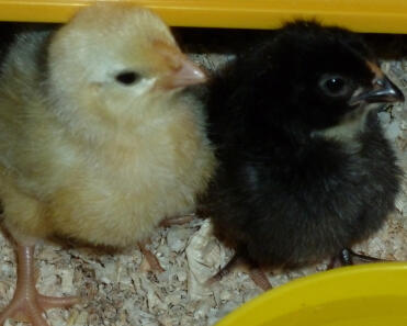 Poussins Rosecomb blanc et bleu