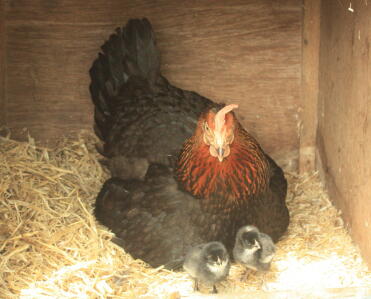 mère et poussins