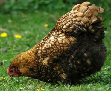 Gold laced orpington dans le jardin