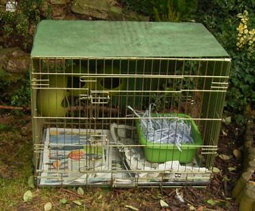 Cage d'isolement pour poules couveuses, malades, harcelées / intimidées