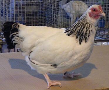 Une poulette bantam légère du Sussex d'Afrique du Sud