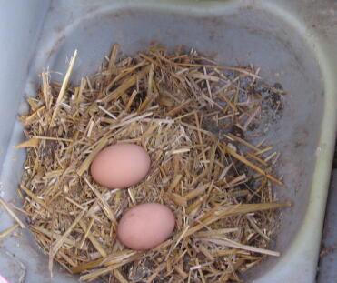 J'adore ramasser les œufs et mon petit-fils aussi, nos 4 poules nous pondent 2 douzaines d'œufs par semaine