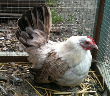 Poulet bantam à la japonaise