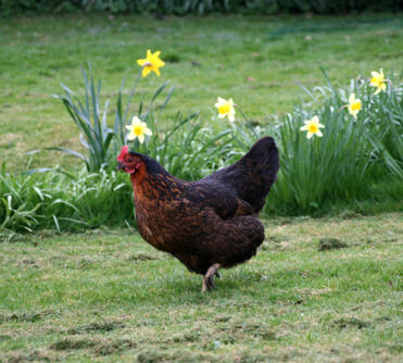 Poulet dans le jardin