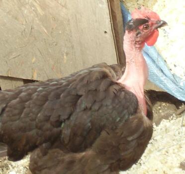 gertrude notre poule à cou nu de la collection wernlas