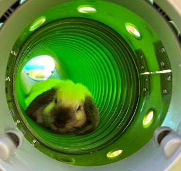 Cookie le minilop en train de faire un petit somme dans son tunnel un jour d'été