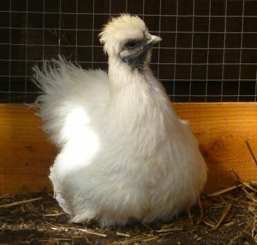 Une poule silkie assise sur son nid