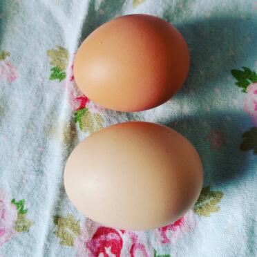 Deux œufs aujourd'hui !!
