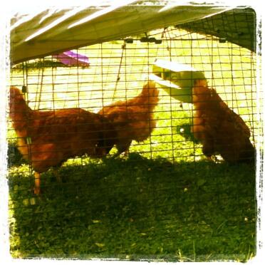 Mes 3 nouvelles poules sont arrivées Pendant la finale masculine de wimbledon :)