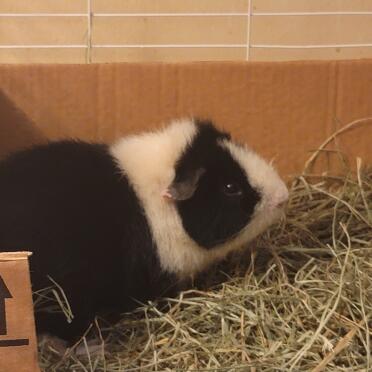 Angus, mâle rex de 4 mois