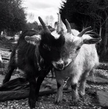 Dave (gauche) & pete, mes pygmées Goats 