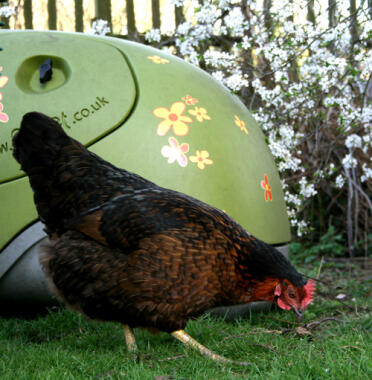 Poule devant le vert Eglu poulailler dans le jardin