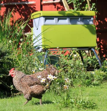Beehaus avec des poules de jardin