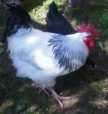 Coq