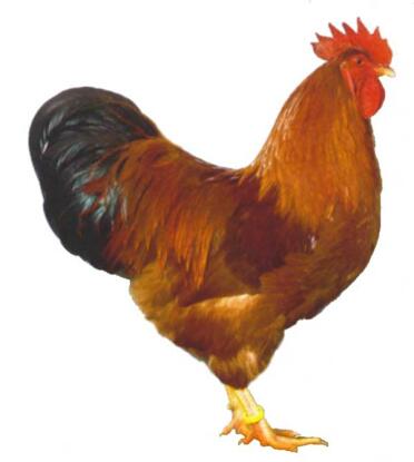 Un bon exemple d'un coq rouge à queue noire du New Hampshire.
