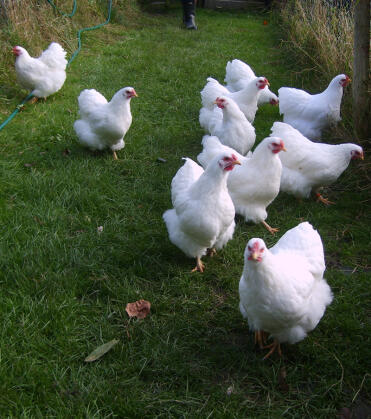 Dix poulettes blanches wyandotte