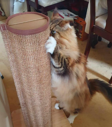 J'adore ce griffoir pour chat !