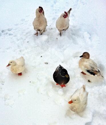 Appelle les canards dans la neige