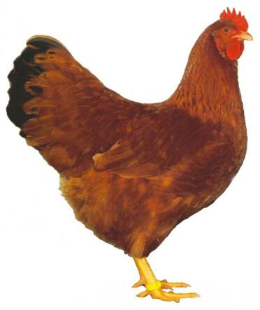 Un bon exemple d'une poule rouge à queue noire du New Hampshire.