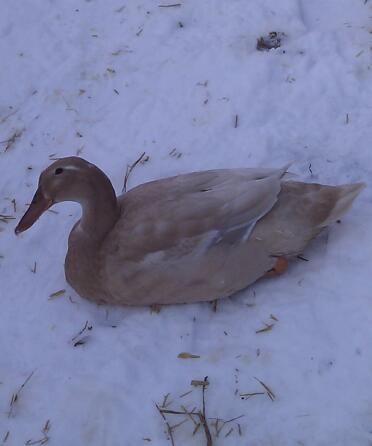 Canard couché Snow