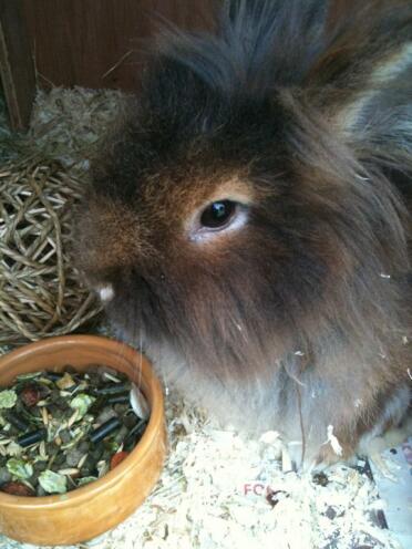 Un lapin mignon qui regarde sa nourriture dans son bol