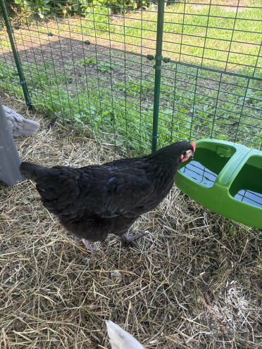 L’abreuvoir est parfait niveau contenance ! La qualité est vraiment top 👍🏼 ; j’en ai même acheté un deuxième pour avoir plusieurs points d’eau pour mes poulettes 🐓🐓