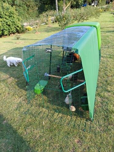 Poules à l'ombre et à l'abri!