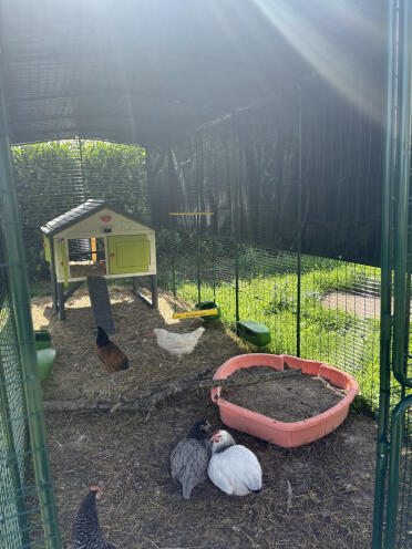 Vraiment top cette balançoire ! 🐓🐓👍🏼