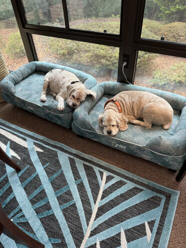 Mes chiens adorent leur lit