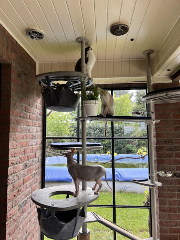 Les chats sont très heureux avec le poteau d'escalade Omlet Freestyle 