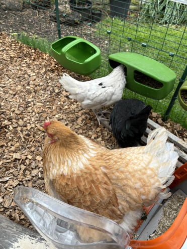 Judy, alice et evie profitent de la course Omlet 