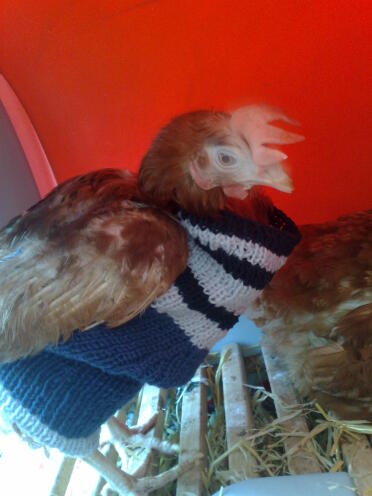 La Ronce plutôt chauve dans son pull tricoté à la main!