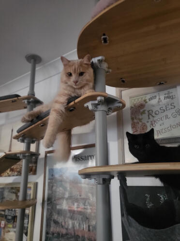 Cannelle et bébé 