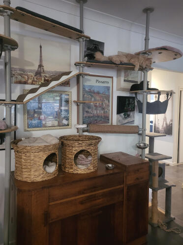 Arbre à chat d'intérieur