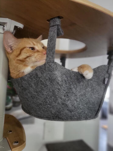 Citrouille dans un hamac 