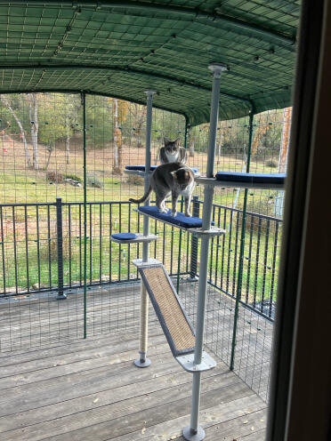 Ils sont très heureux dans leur catio.