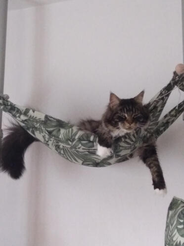 Max aime bien laisser pendre quelqu'un dans son hamac.