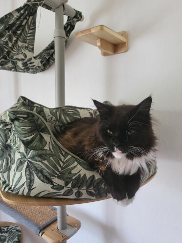 Stoffel aime son nid de chat. pour les câlins 