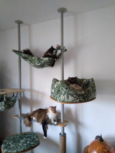 Quel superbe arbre à chat. mes chats l'adorent.