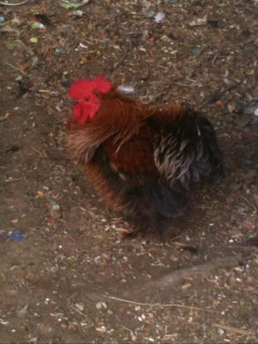 NOTRE NOUVEAU COQ FRIZZLE ... IL EST SI BEAU