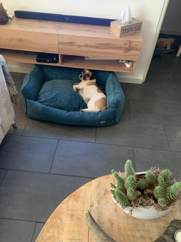 Dushi belle sur son nouveau panier taille m