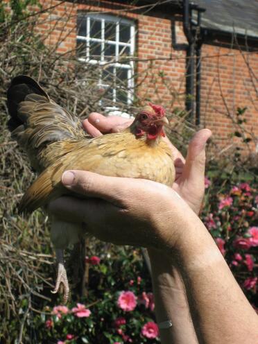 Un si beau poulet